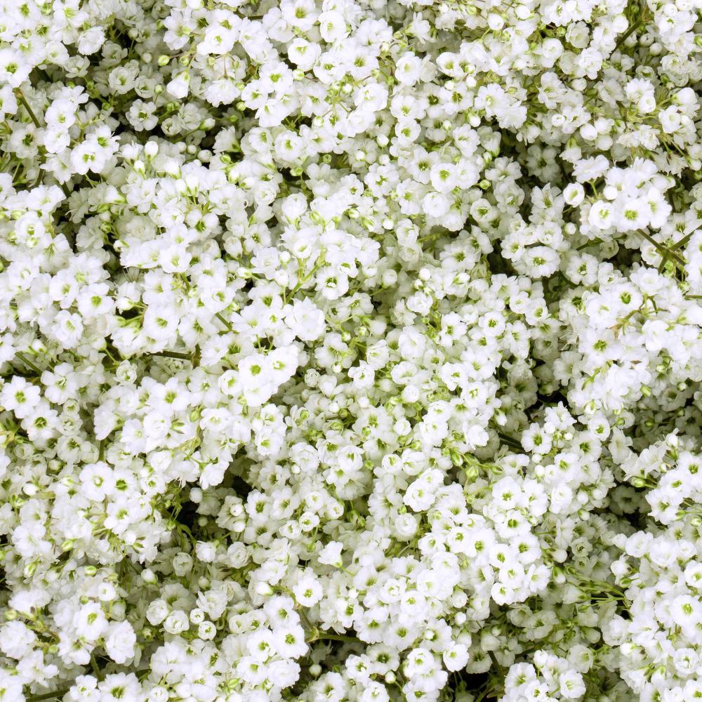 esmeralda-gypsophila-million-daisy