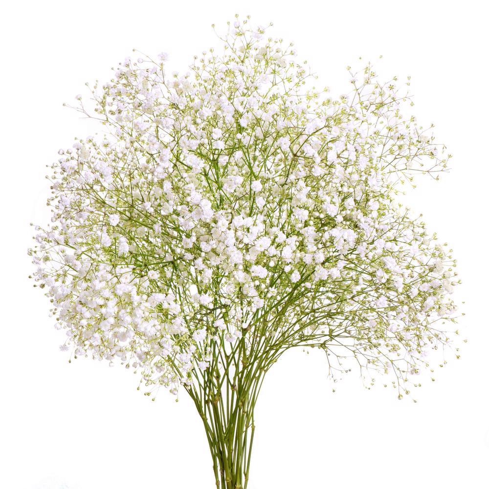 esmeralda-gypsophila-overtime-white