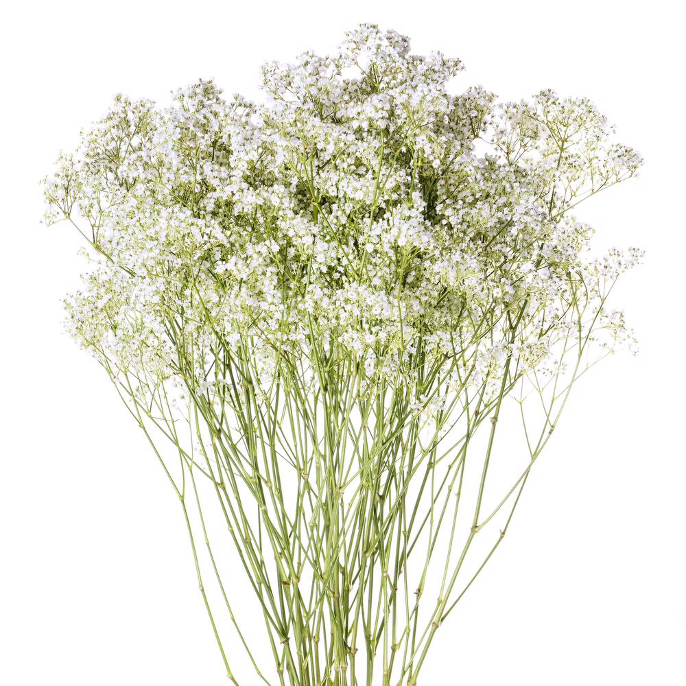 esmeralda-gypsophila-million-daisy