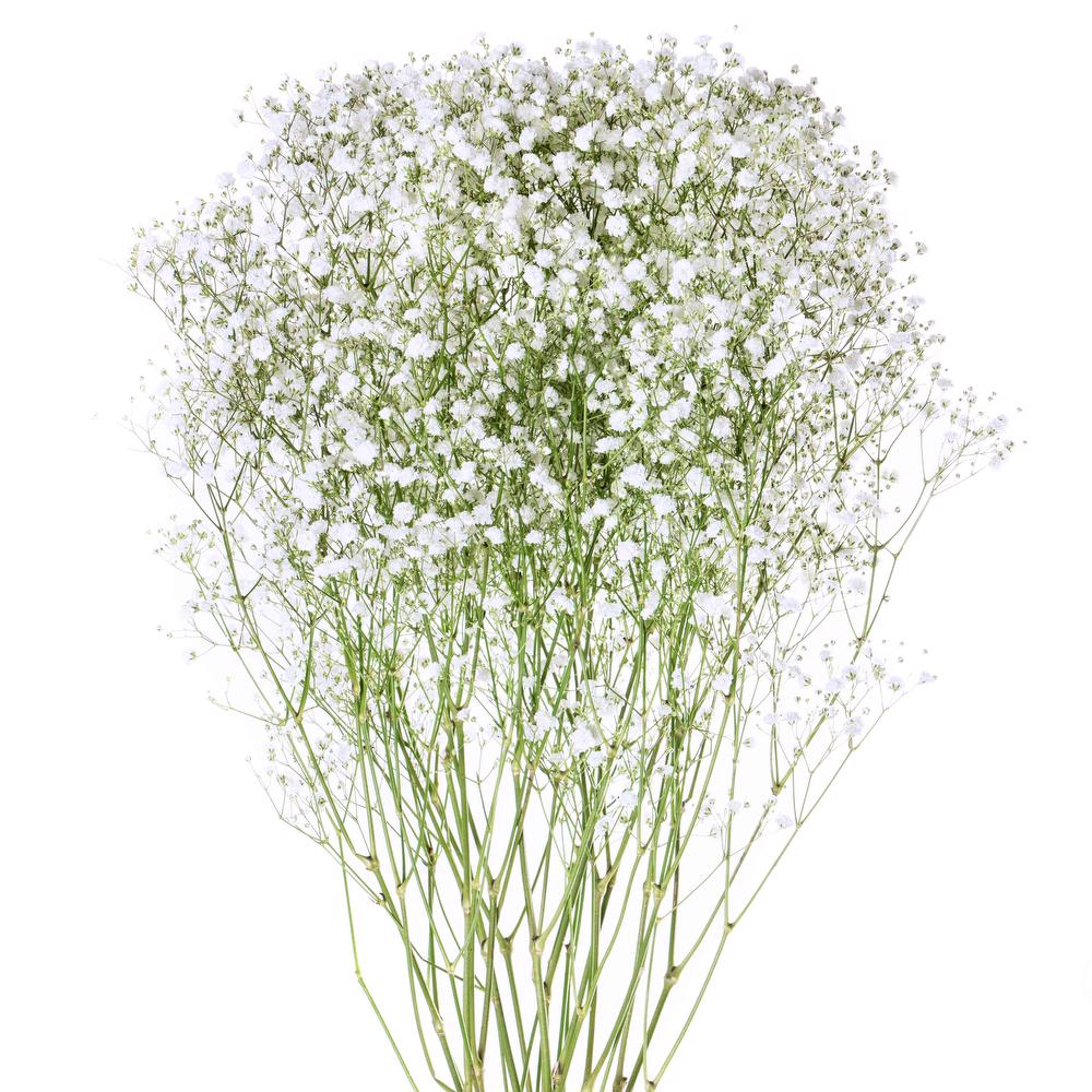 esmeralda-gypsophila-xlence