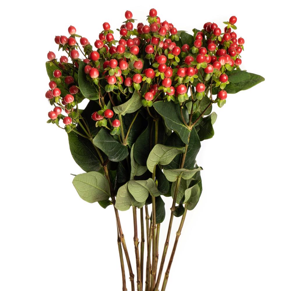 esmeralda-hypericum-red