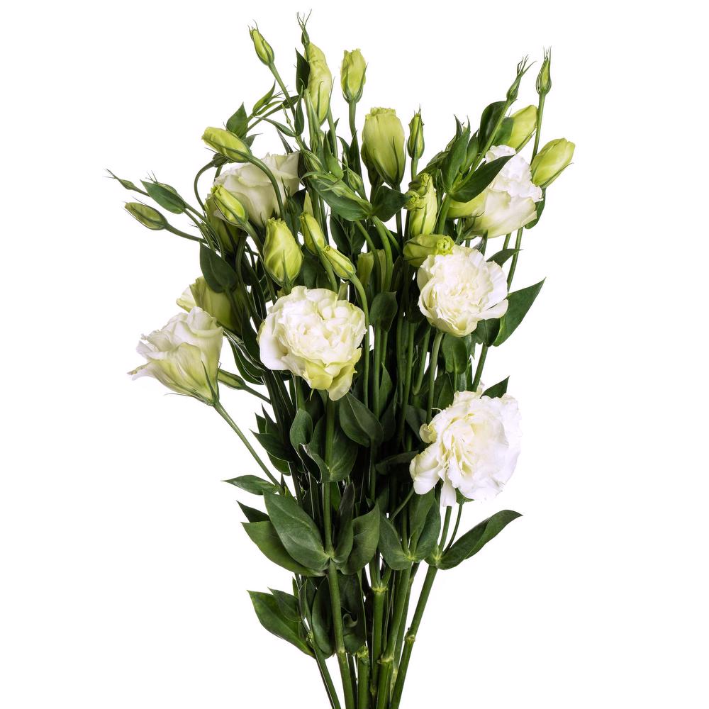 esmeralda-lisianthus-white