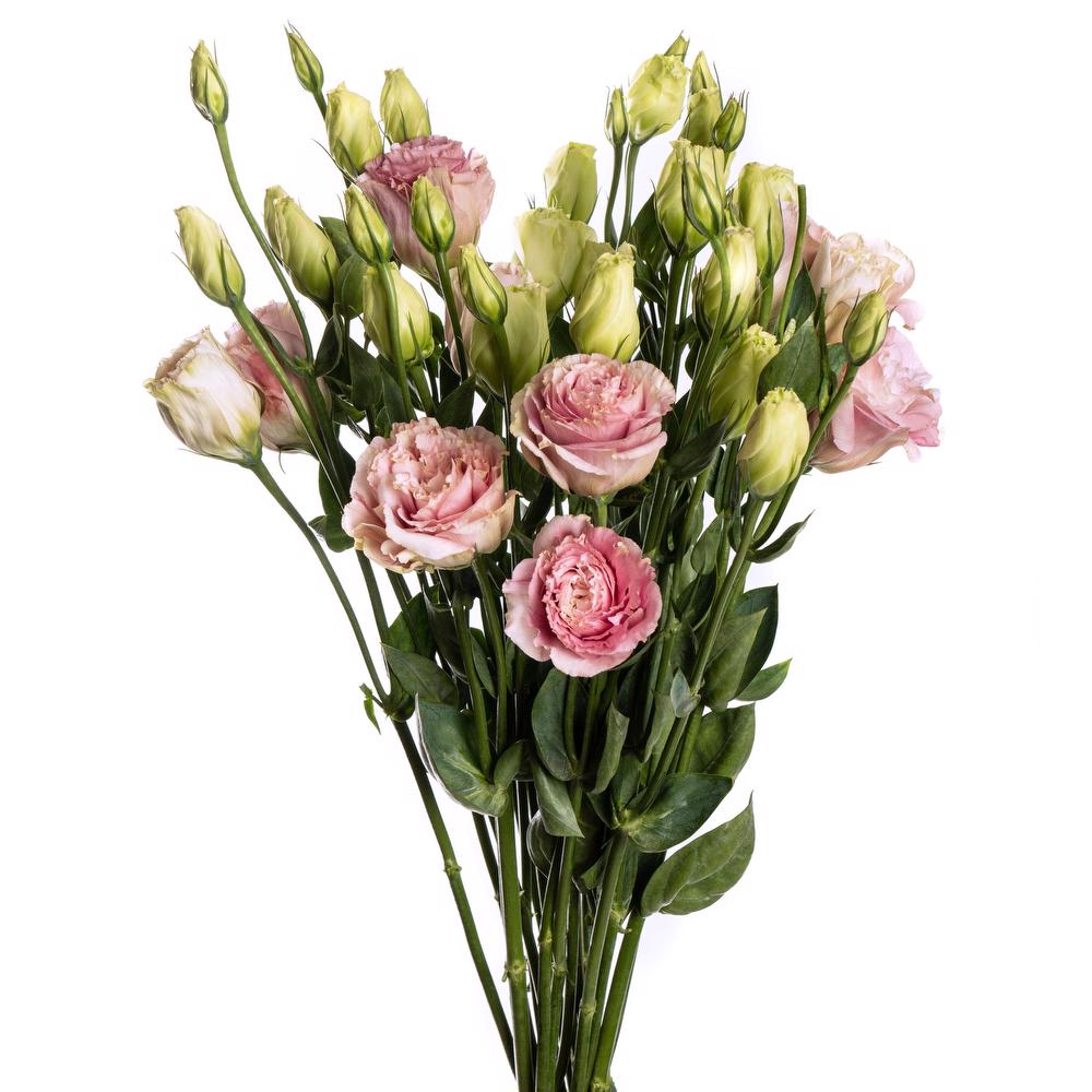 esmeralda-lisianthus-pink