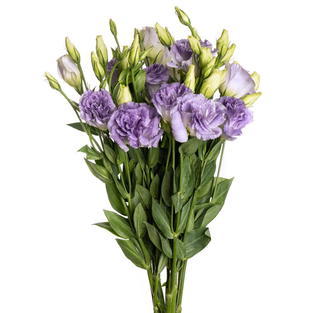 esmeralda-lisianthus-lavender