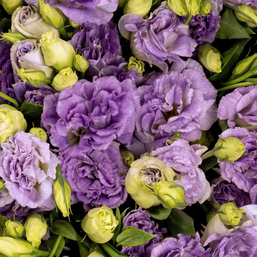 esmeralda-lisianthus-lavender