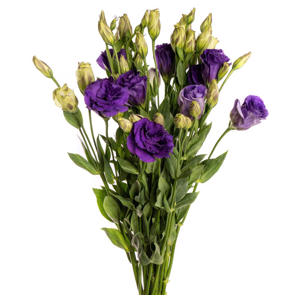 esmeralda-lisianthus-purple
