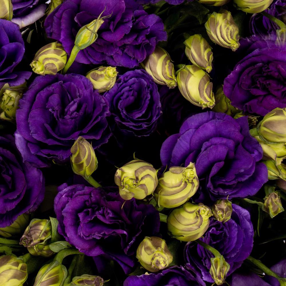 esmeralda-lisianthus-purple