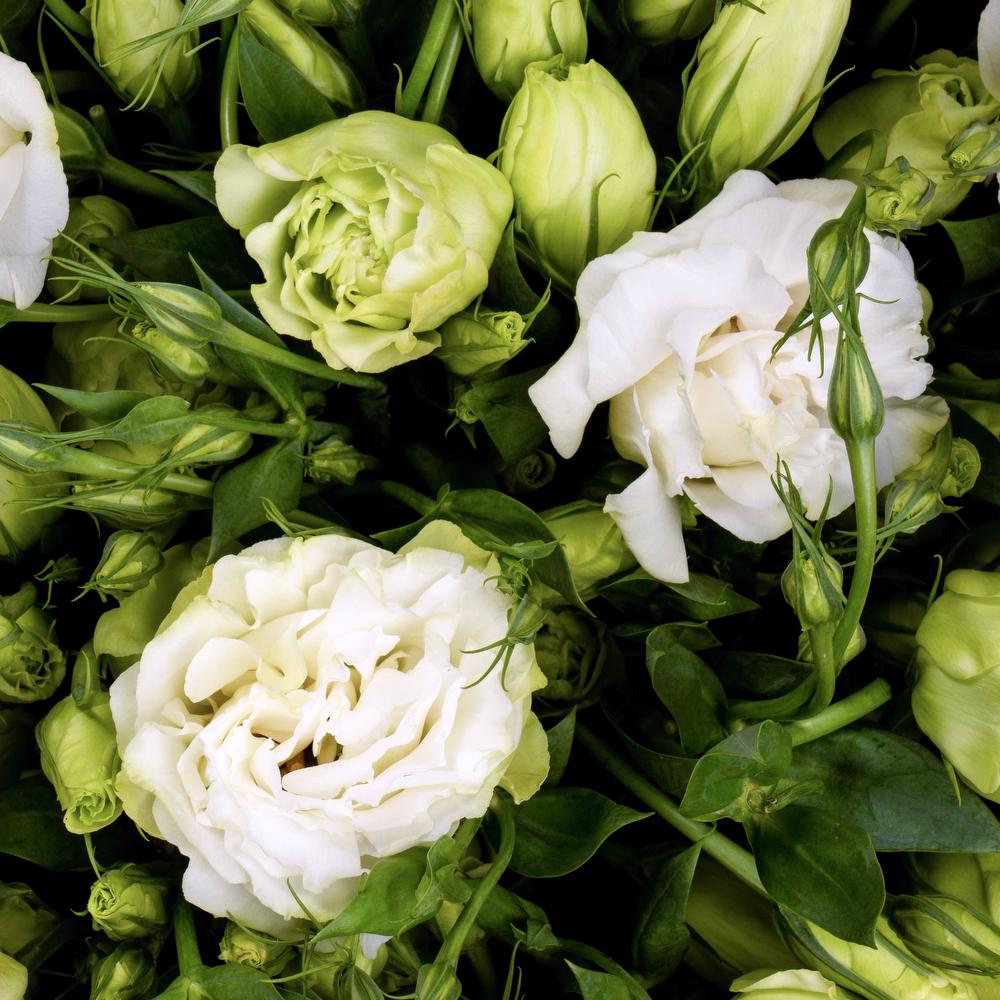 esmeralda-lisianthus-white