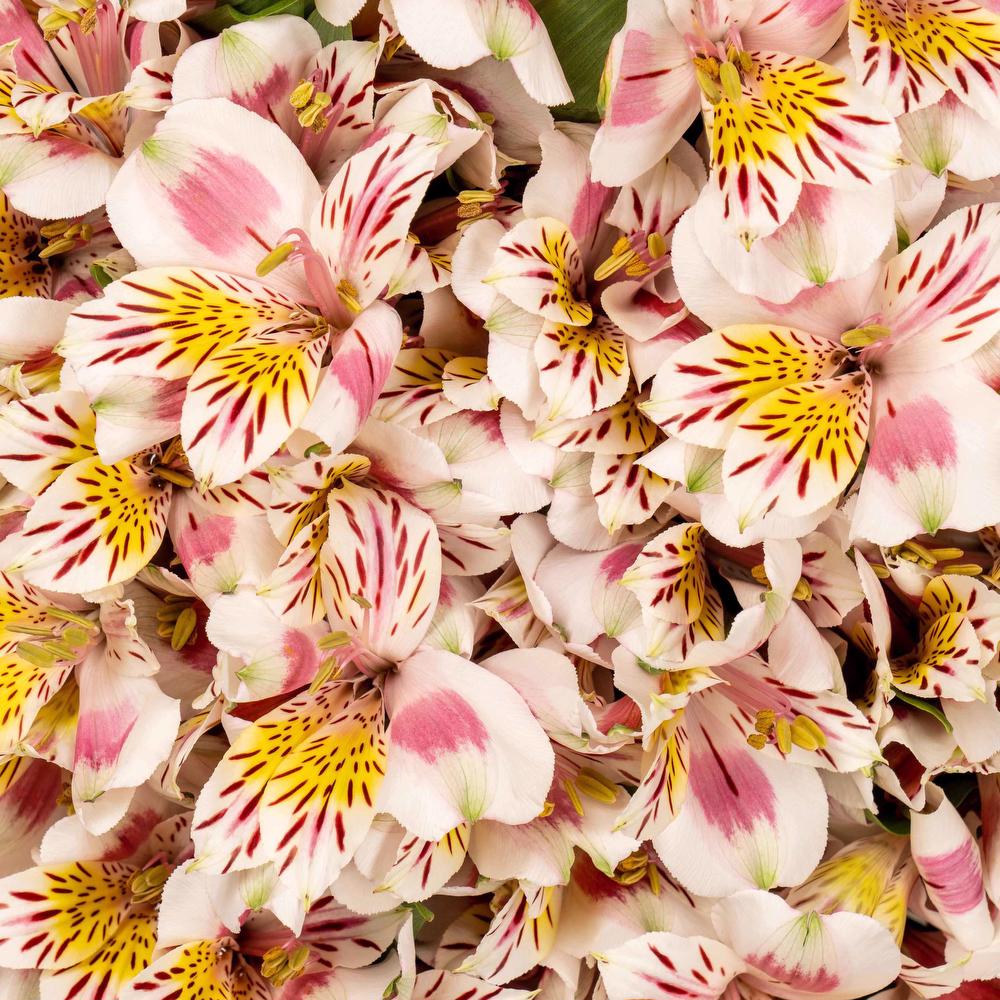 esmeralda-symphony-alstroemeria-bicolor