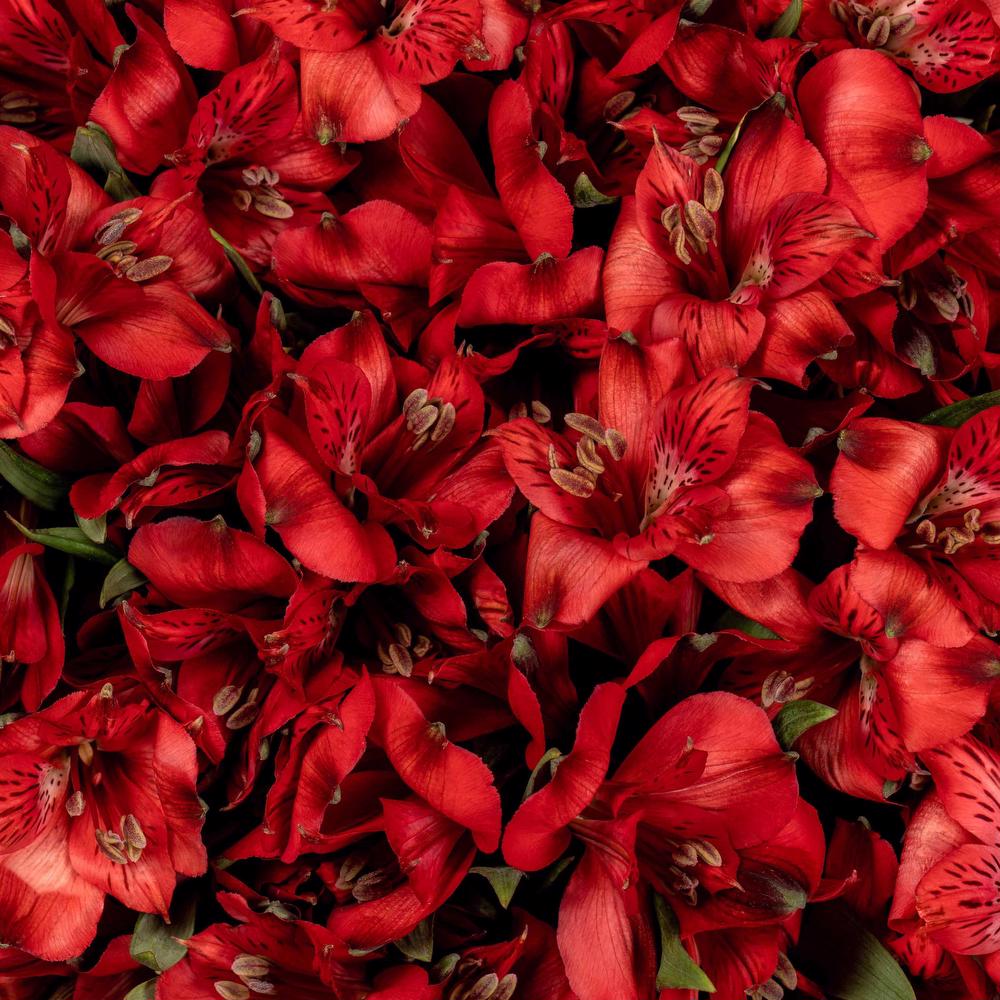 esmeralda-symphony-alstroemeria-red