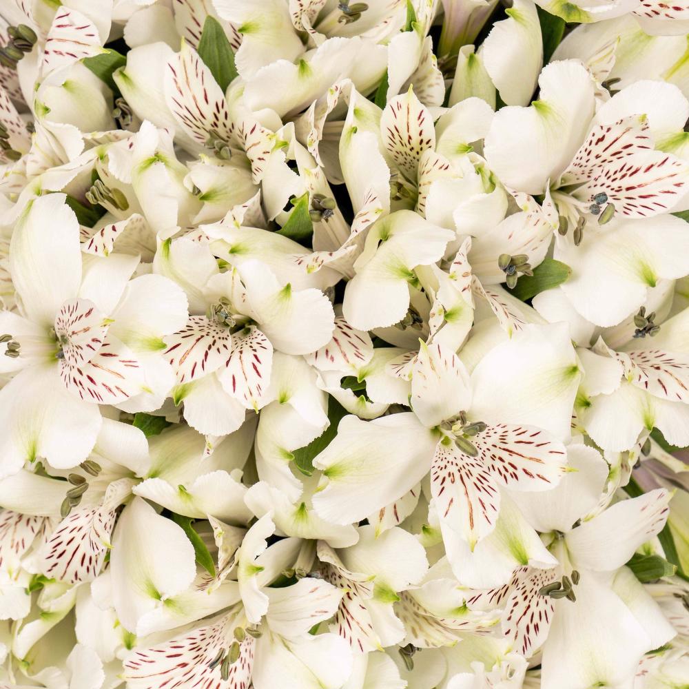 esmeralda-symphony-alstroemeria-white