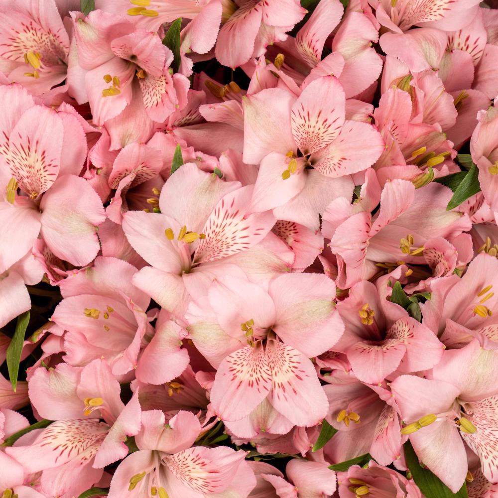 esmeralda-alstroemeria-symphony-pink