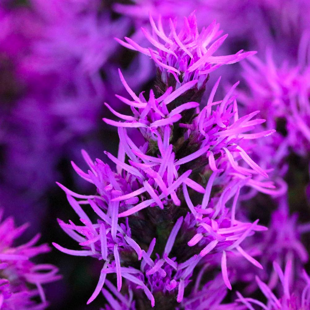 esmeralda-liatris-purple