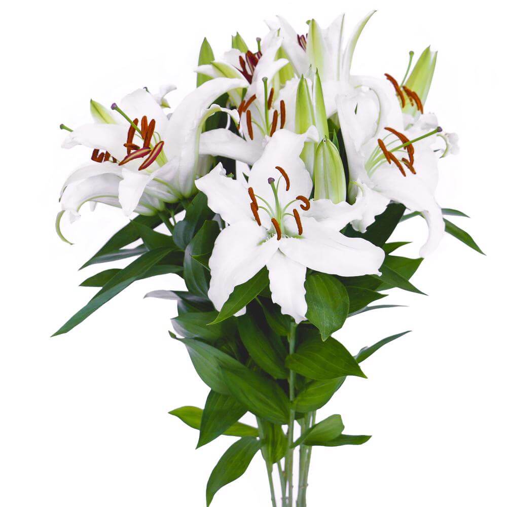 esmeralda-oriental-lily-asterian-white