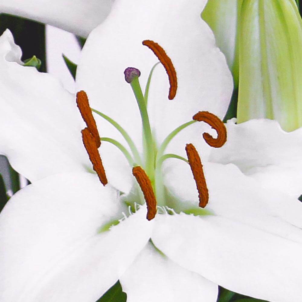 esmeralda-oriental-lily-asterian-white