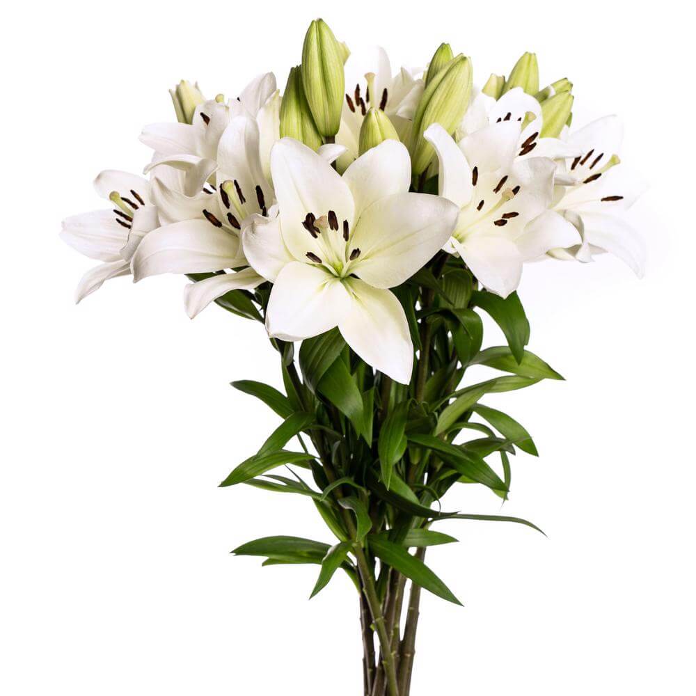esmeralda-la-hybrid-lily-white