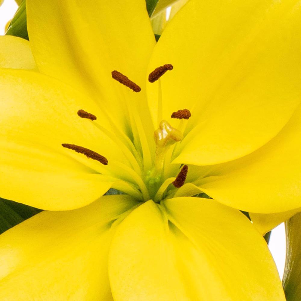 esmeralda-la-hybrid-lily-yellow