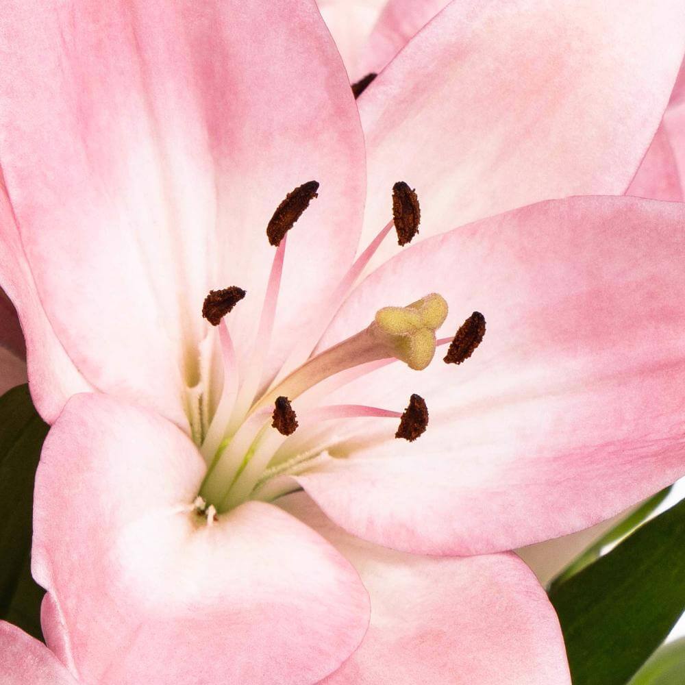 esmeralda-la-hybrid-lily-pink