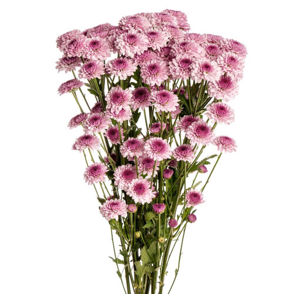 esmeralda-chrysanthemum-sweet