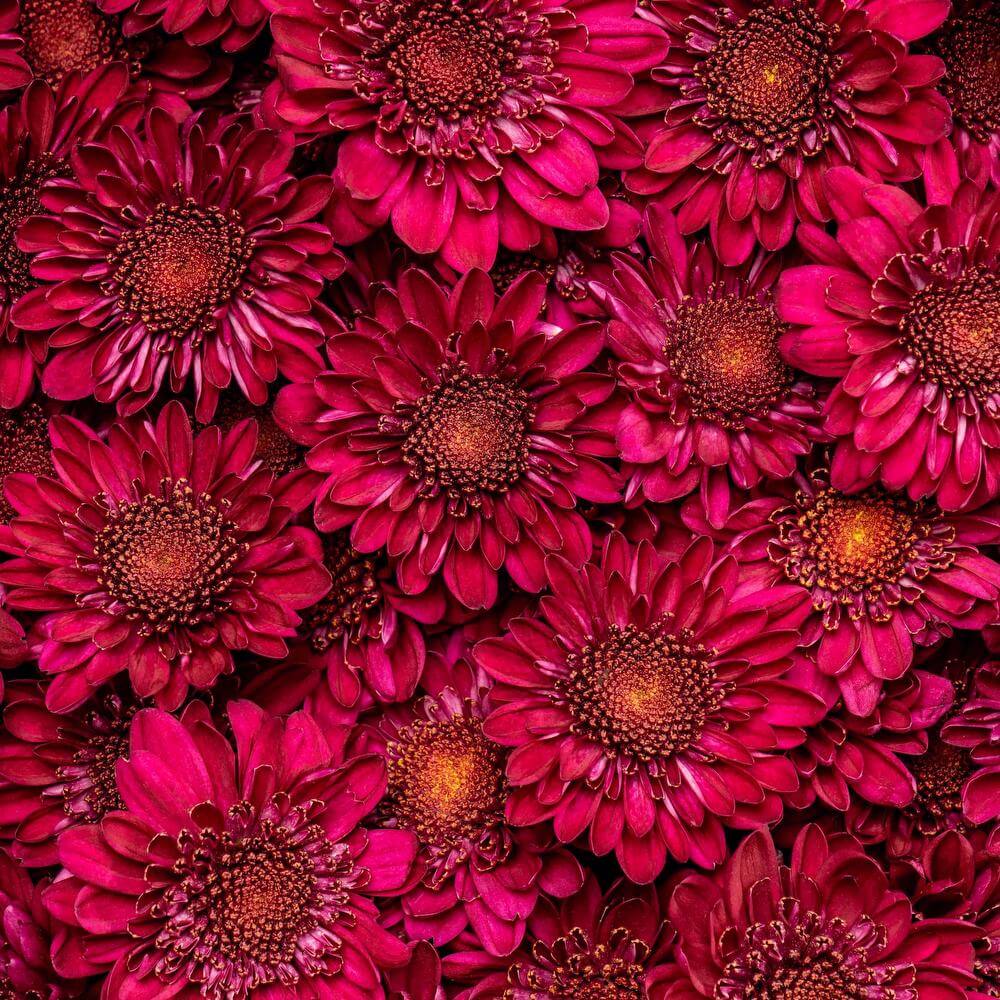 esmeralda-chrysanthemum-shock