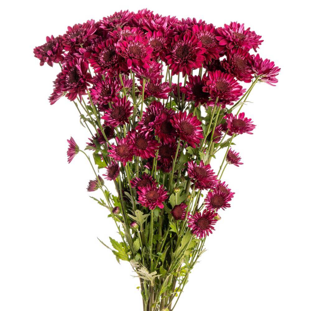 esmeralda-chrysanthemum-shock