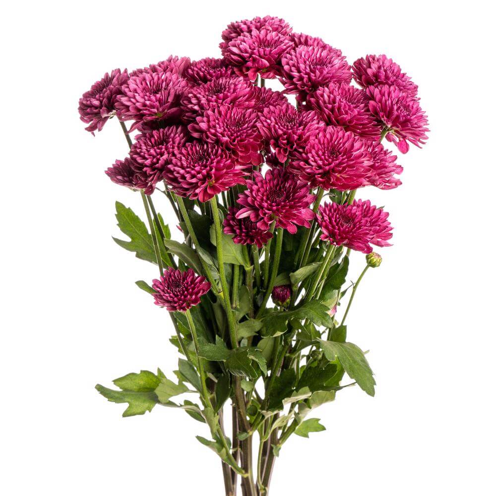 esmeralda-chrysanthemum-lollipop