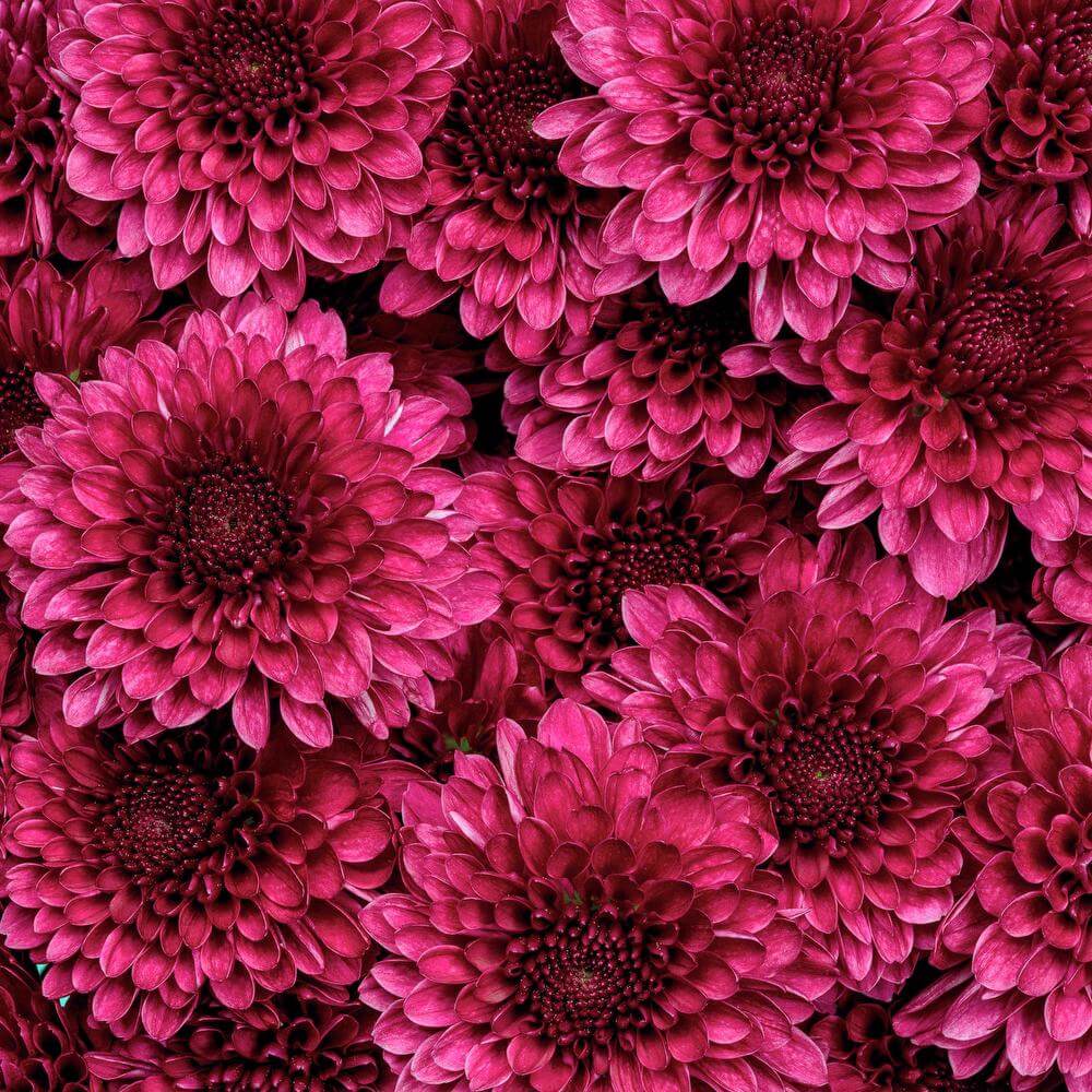 esmeralda-chrysanthemum-lollipop