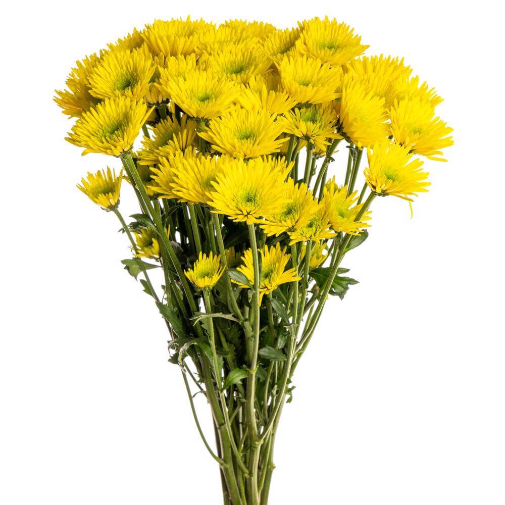 esmeralda-chrysanthemum-zaza