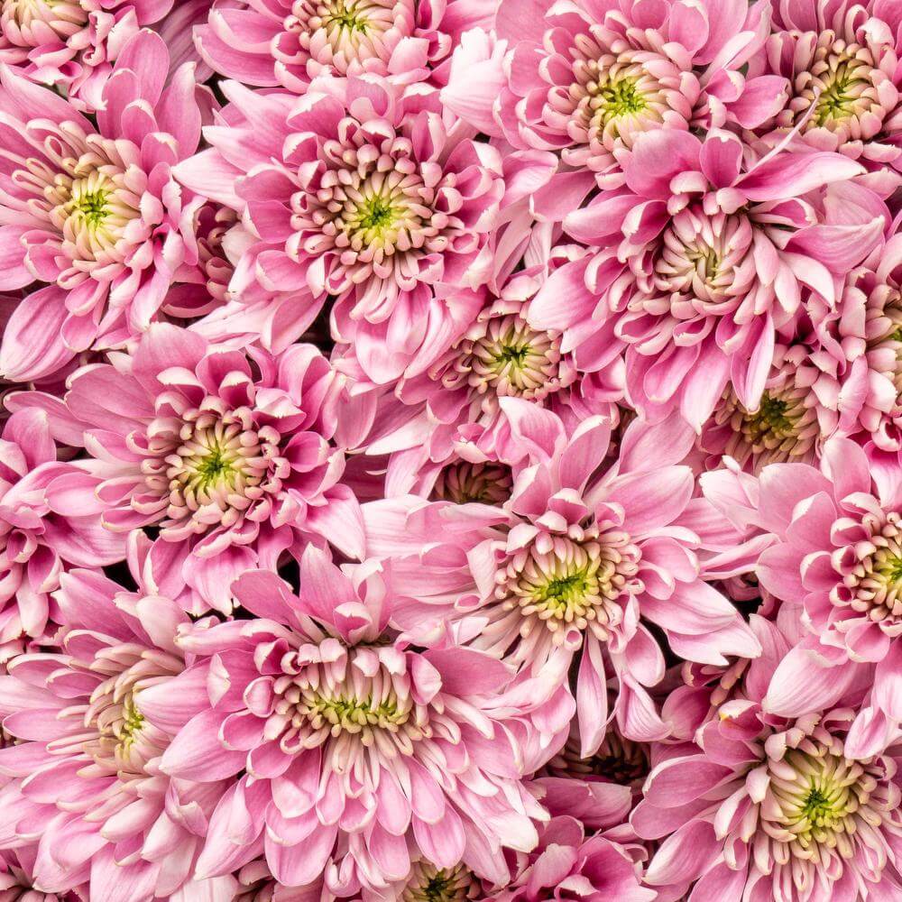 esmeralda-chrysanthemum-milano