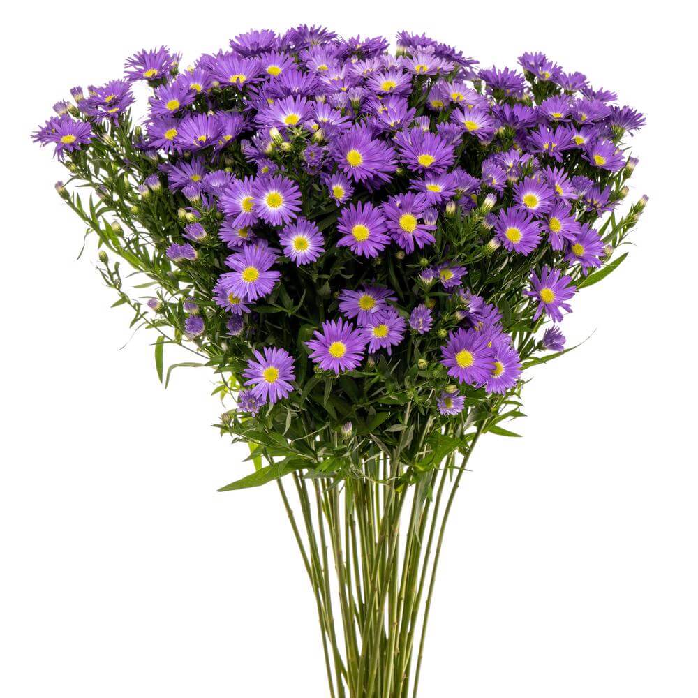 esmeralda-mardi-gras-aster-purple