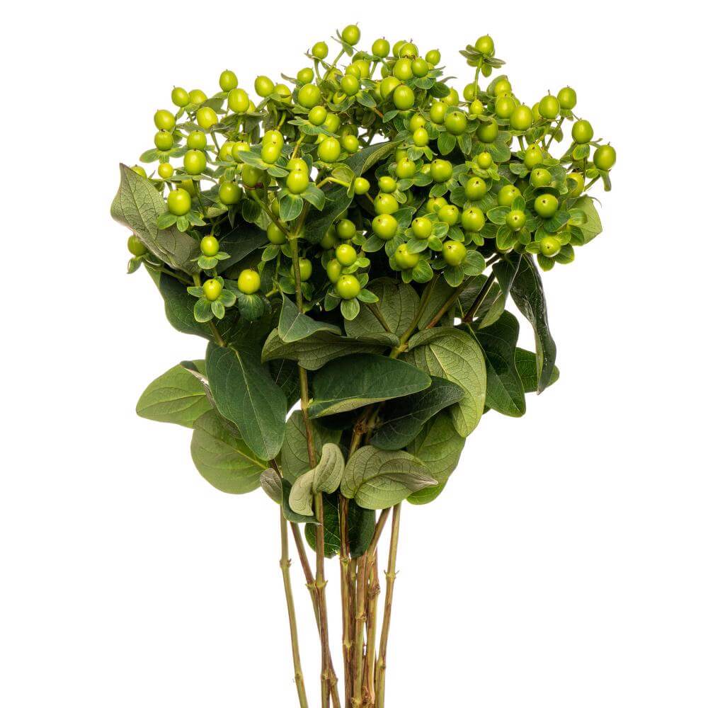 esmeralda-hypericum-green-attraction