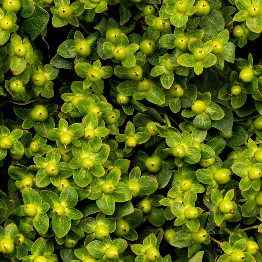 esmeralda-hypericum-green-attraction