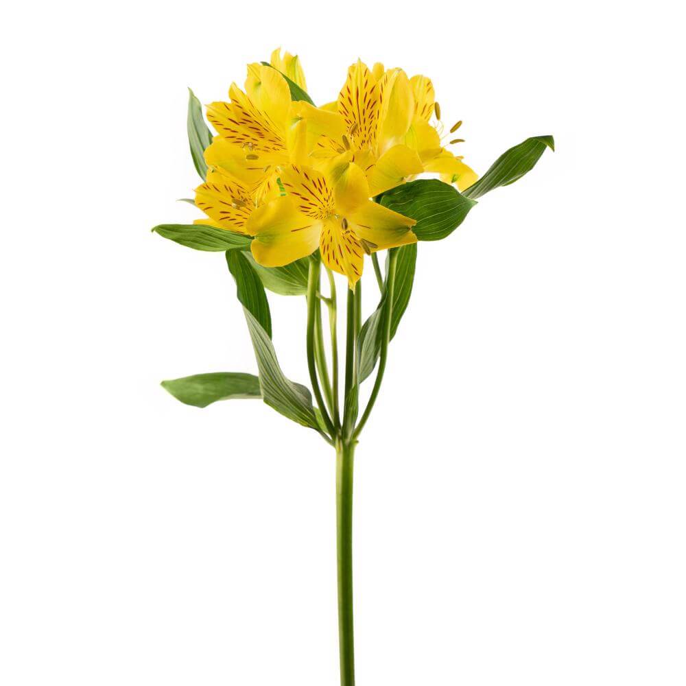 esmeralda-symphony-alstroemeria-yellow