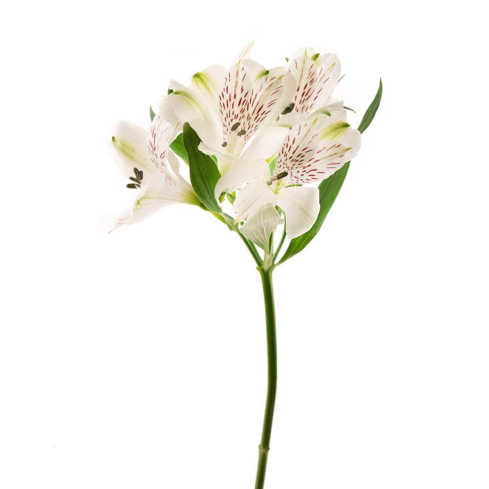 esmeralda-symphony-alstroemeria-white