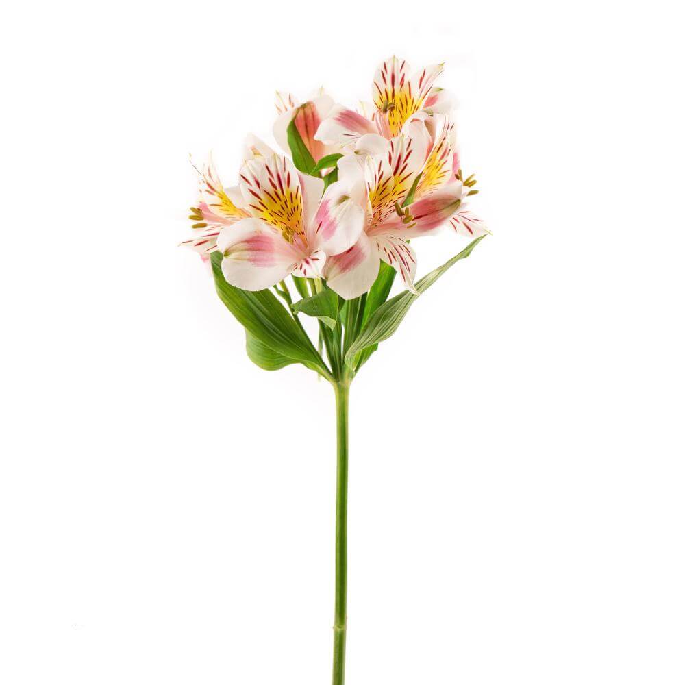 esmeralda-symphony-alstroemeria-bicolor