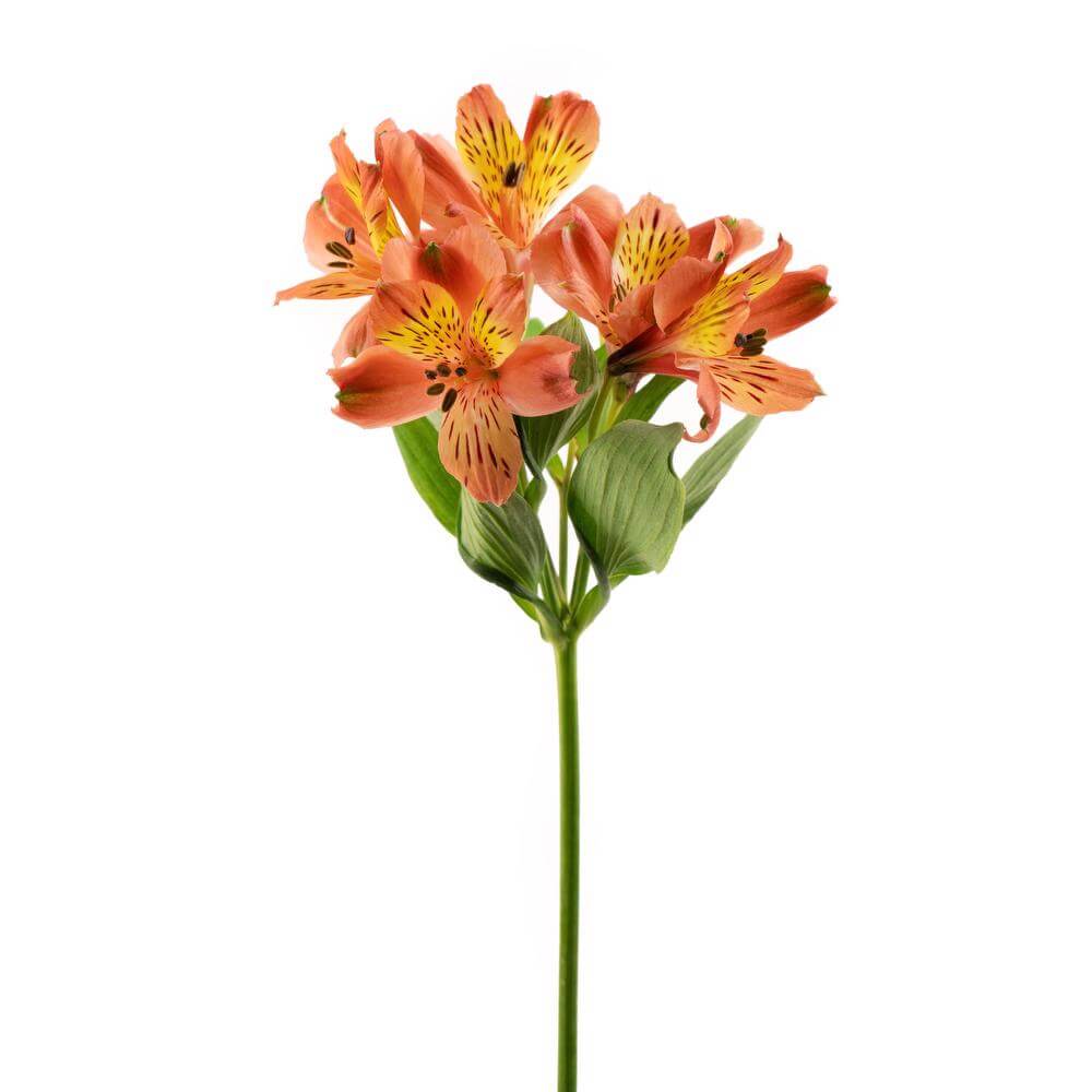 esmeralda-symphony-alstroemeria-orange