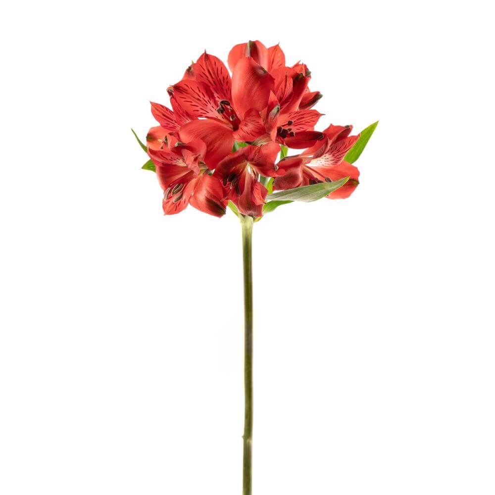 esmeralda-symphony-alstroemeria-red