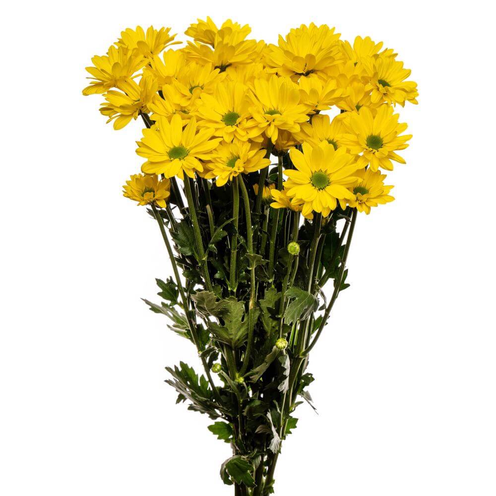 esmeralda-chrysanthemum-celebrate
