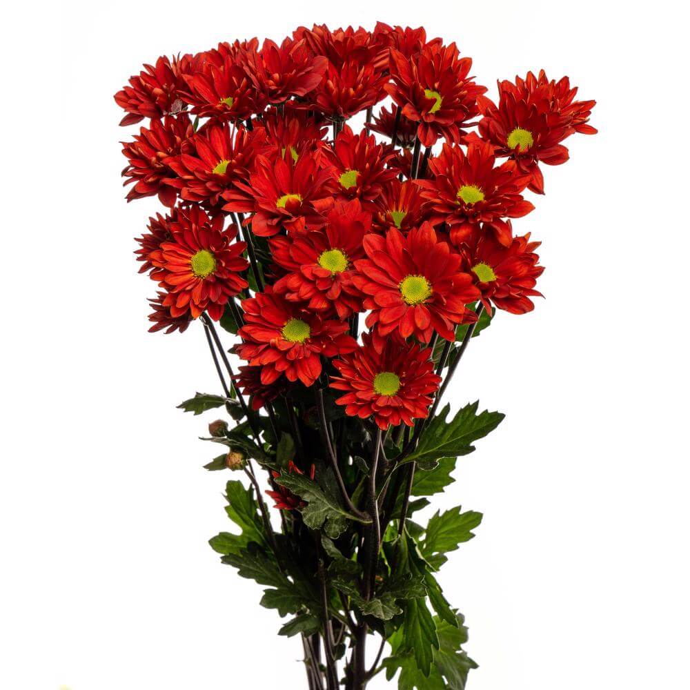 esmeralda-chrysanthemum-harley