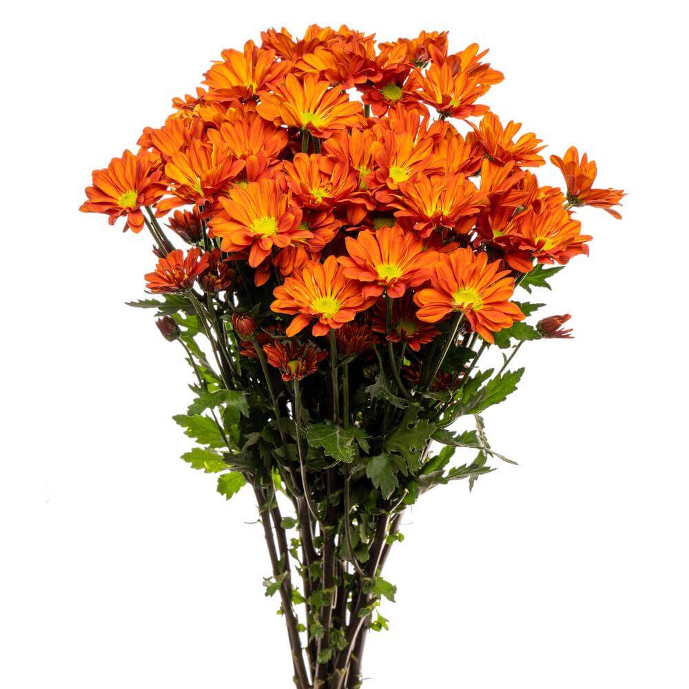 esmeralda-chrysanthemum-julianne