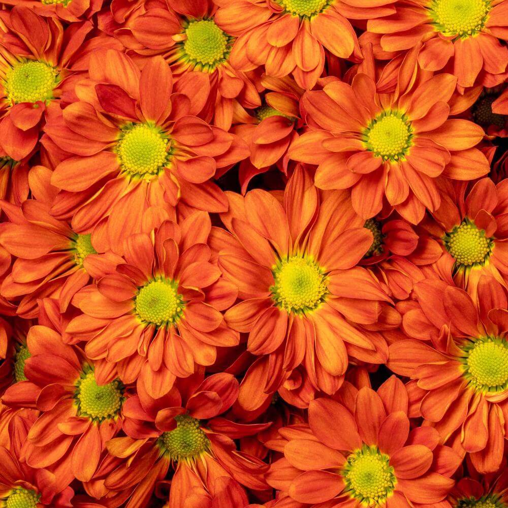 esmeralda-chrysanthemum-julianne