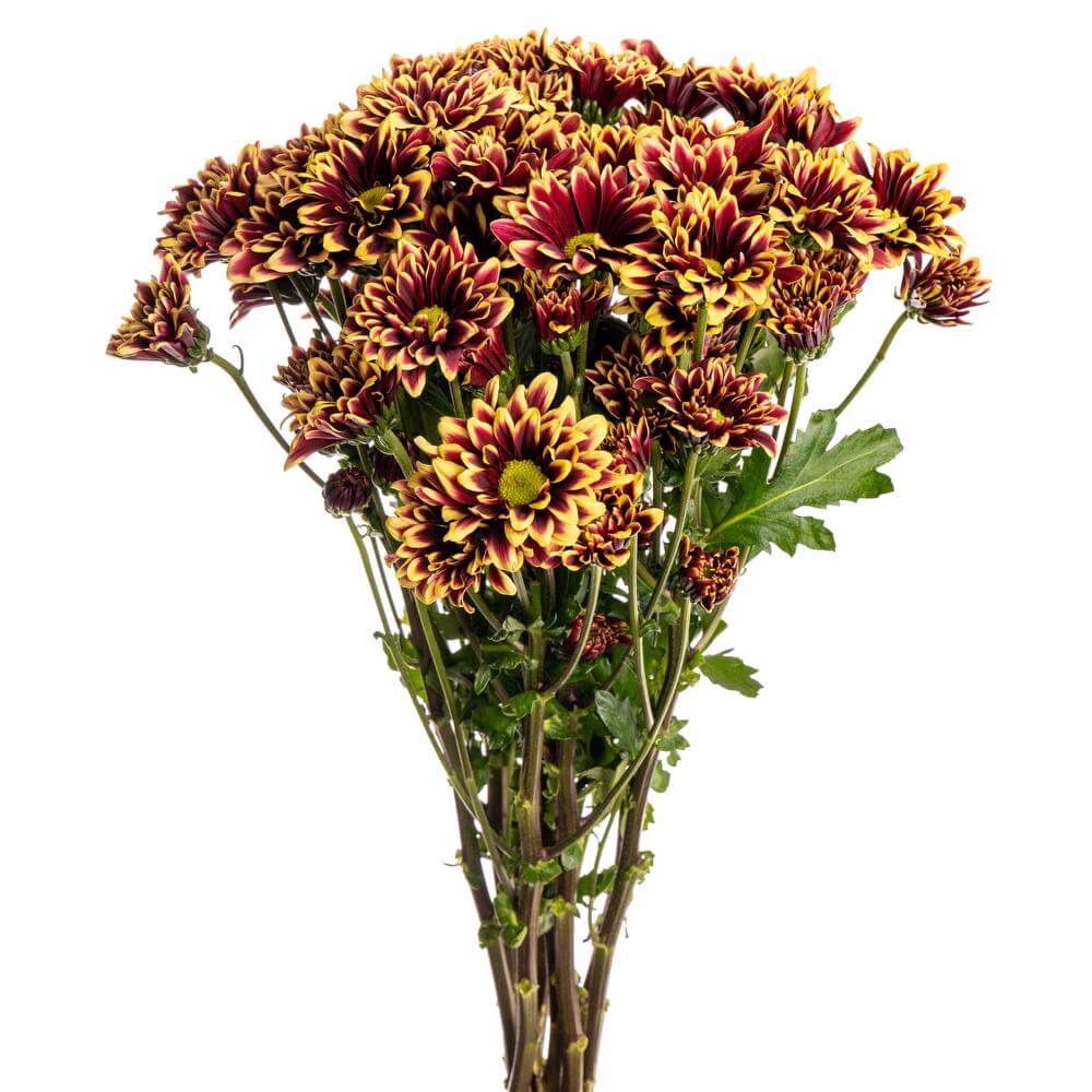 esmeralda-chrysanthemum-yellow-orinoco