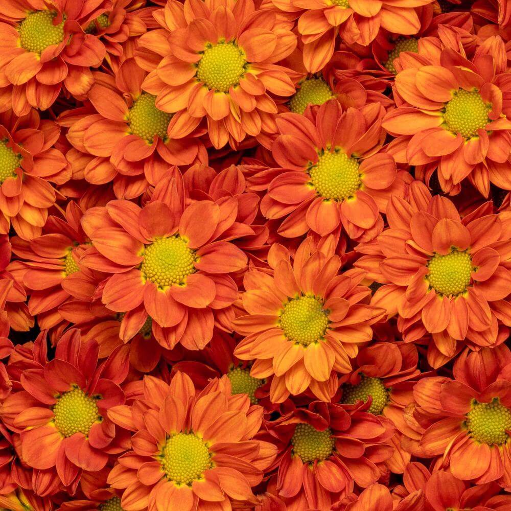 esmeralda-chrysanthemum-terrific