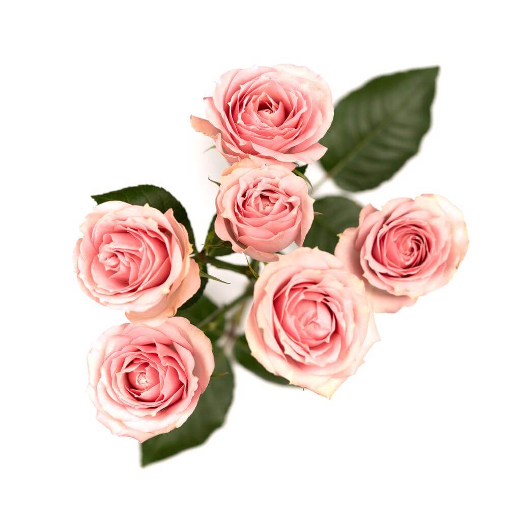 esmeralda-spray-rose-pink-irischka