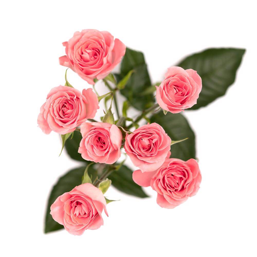 esmeralda-spray-rose-elegant-rosever