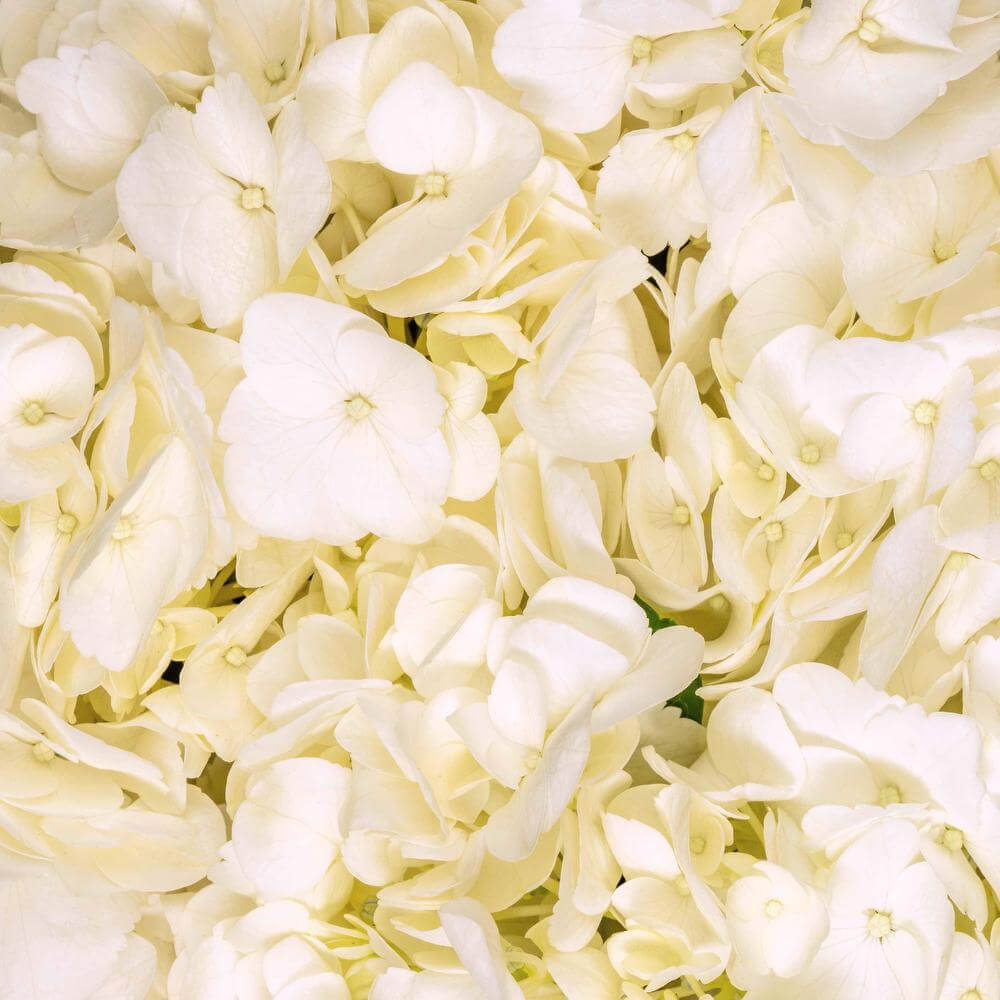 esmeralda-hydrangea-premium-white