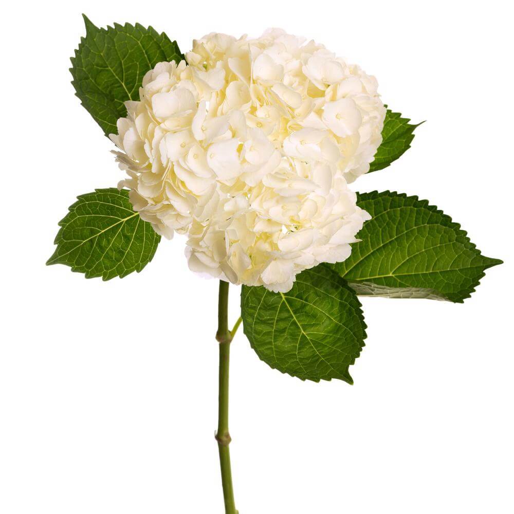 esmeralda-hydrangea-premium-white