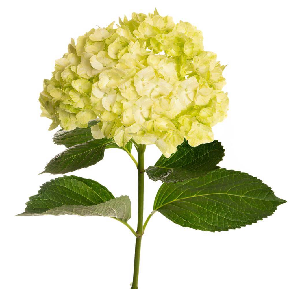 esmeralda-hydrangea-premium-green-mojito