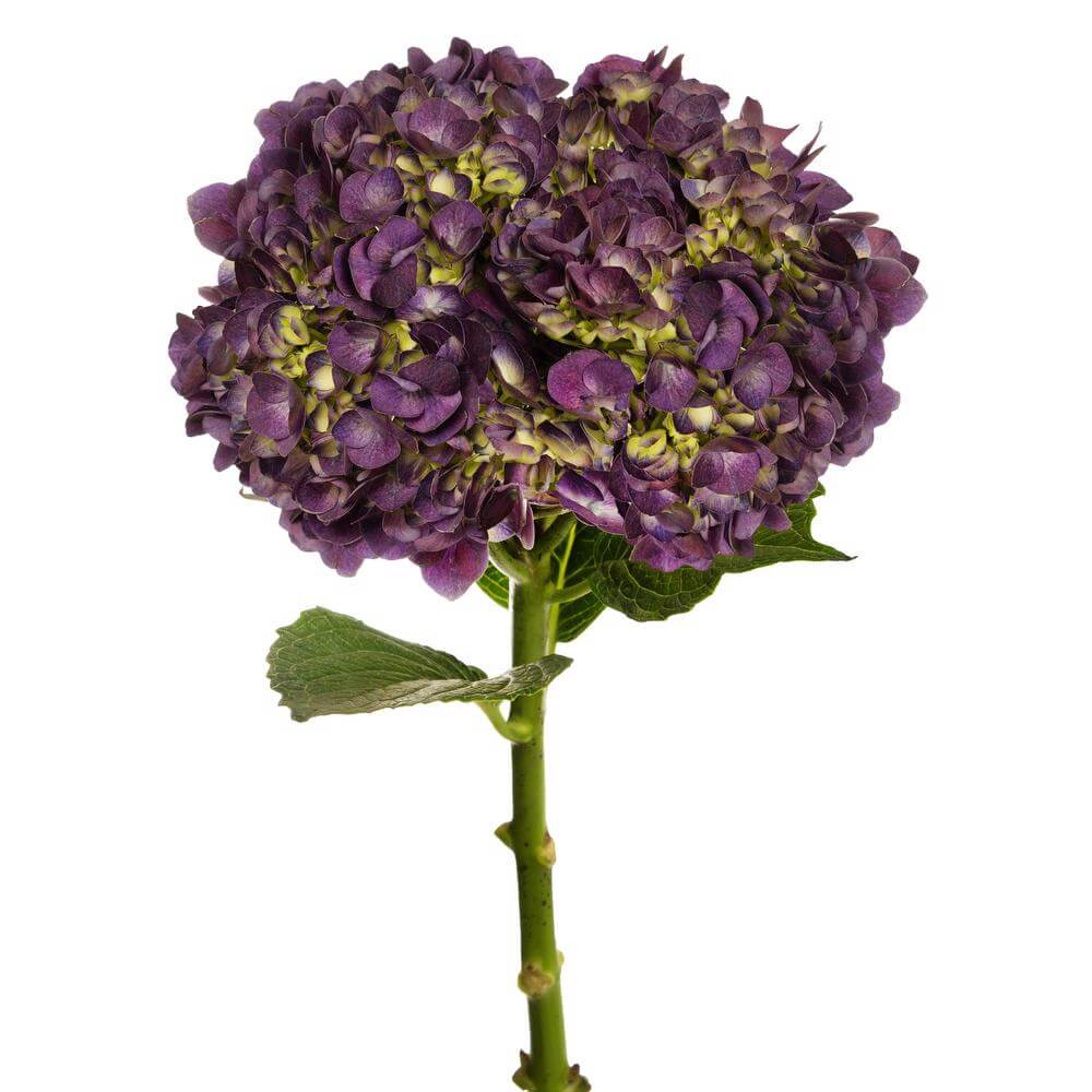 esmeralda-hydrangea-premium-purple-fuchsia