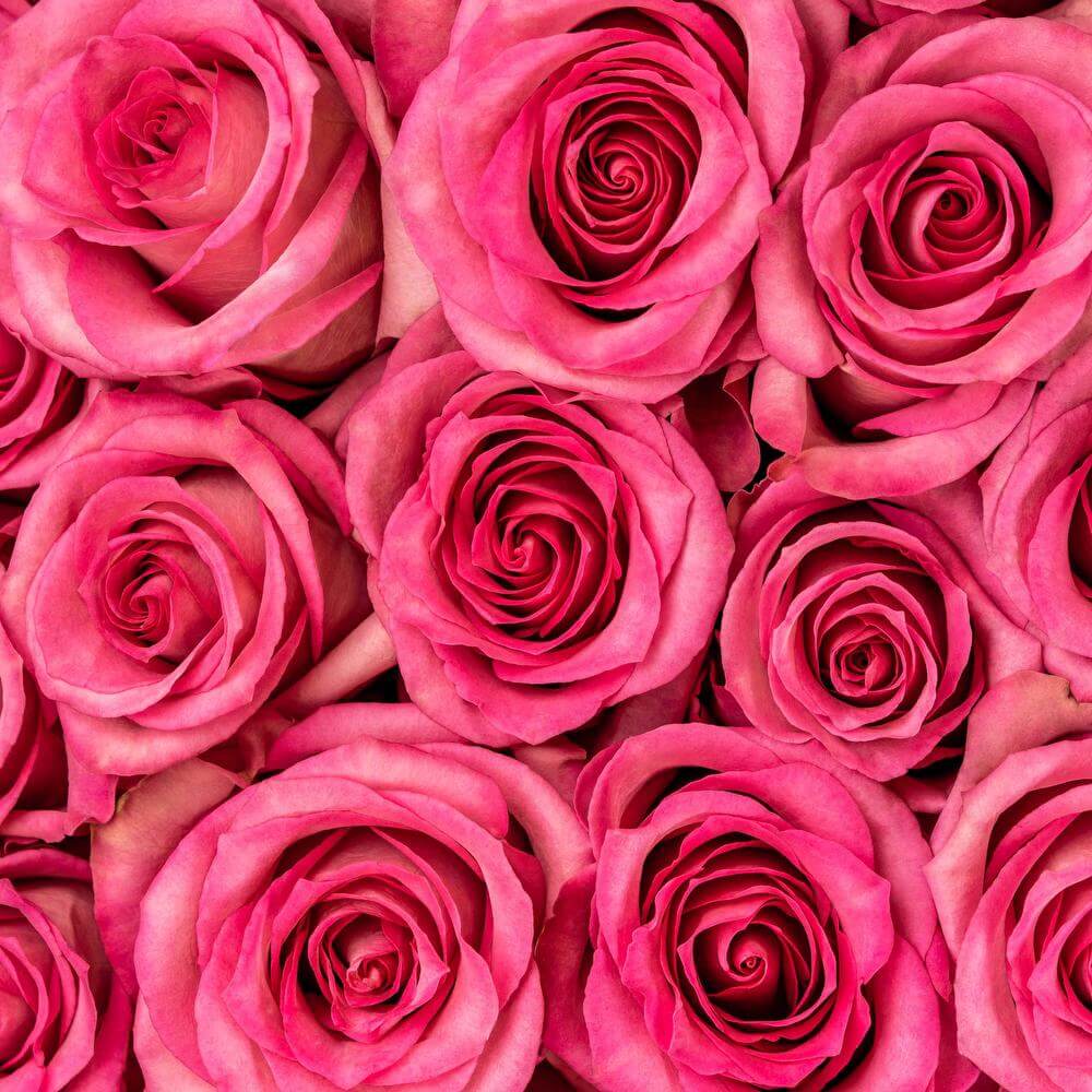 Sweet Memory - Rose - Esmeralda Farms Wholesale Flowers